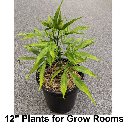 fake marijuana plants, fake pot plants